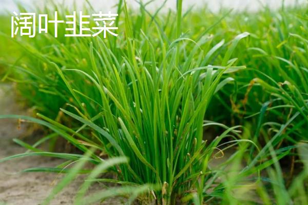 中国有哪些韭菜品种，包括大叶韭菜和细叶韭菜等类型