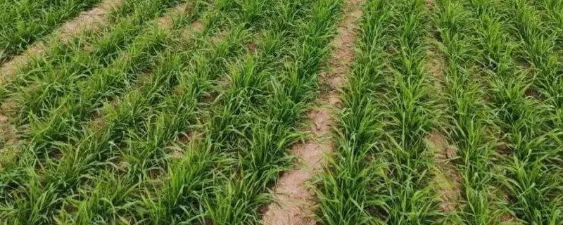 小麦拔节期的水肥管理技术