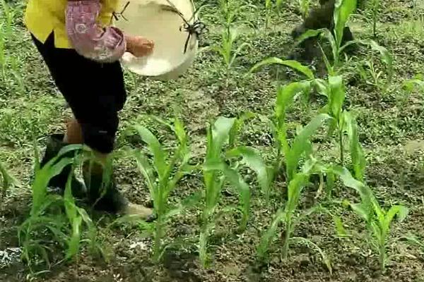 对绿色食品使用肥料的原则，需遵循以有机肥为主、化肥为辅的原则