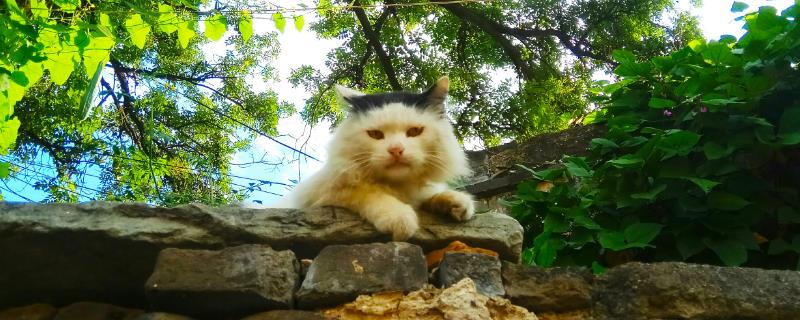 猫咪乳腺增生的原因