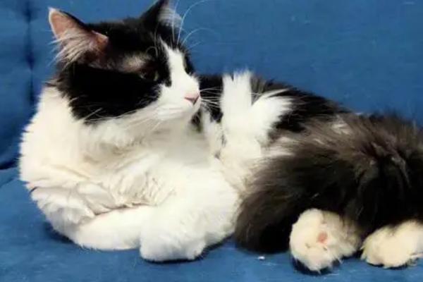 猫咪乳腺增生的原因，可能是内分泌紊乱所导致
