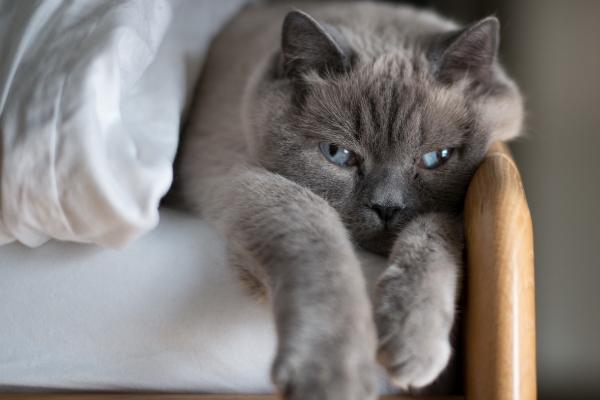 猫咪乳腺增生的原因，可能是内分泌紊乱所导致