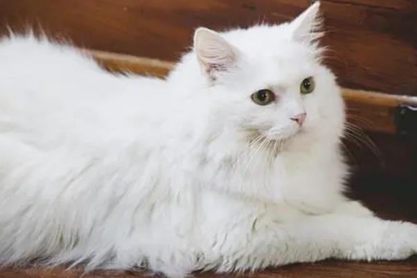 猫咪乳腺增生的原因，可能是内分泌紊乱所导致