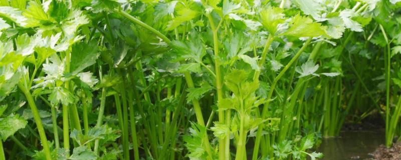 露天芹菜移栽时间