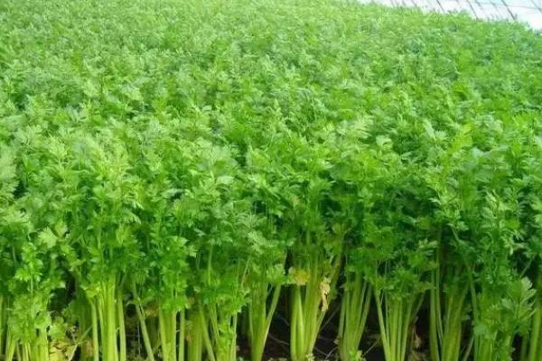 露天芹菜移栽时间，生长期大约是80天左右