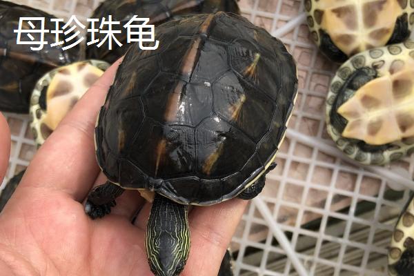 珍珠龟怎么分公母，公母可以同居