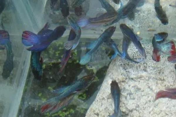 斗鱼奄奄一息如何抢救，可采取增氧、换水等措施