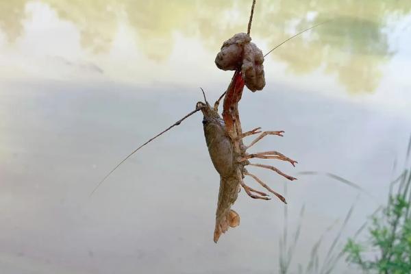 钓虾的方法，应选择植物较多的水域作为钓点