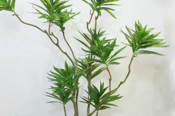 百合竹的修剪技术，遵循调整花型，剪除病弱枝，增加分蘖，多发枝丫原则