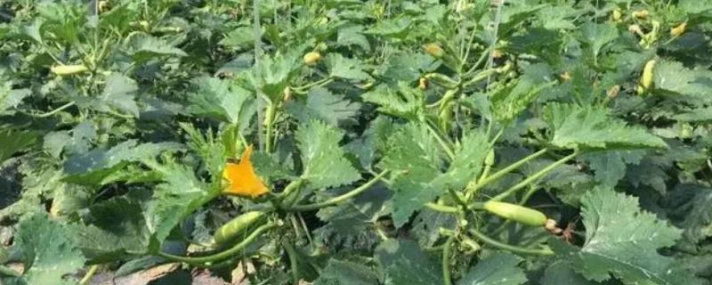 冬春季节怎么种植西葫芦