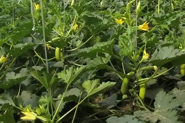 冬春季节怎么种植西葫芦，可在垄上开穴定植