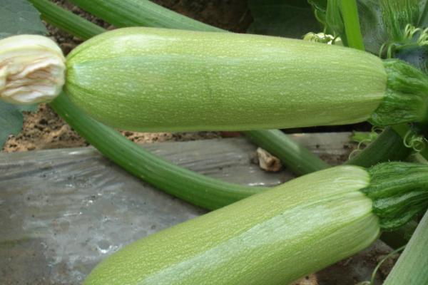 冬春季节怎么种植西葫芦，可在垄上开穴定植