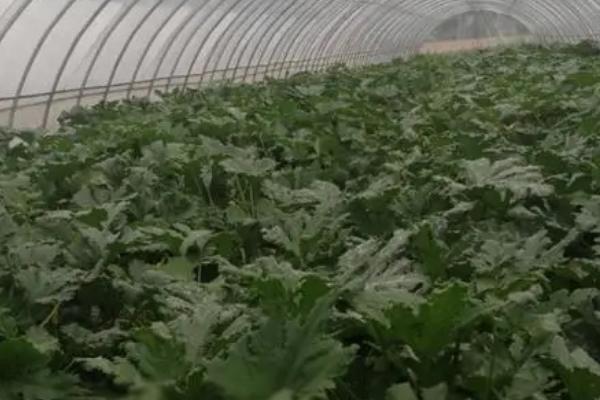 冬春季节怎么种植西葫芦，可在垄上开穴定植
