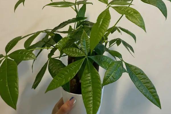 发财树怎么修剪，顶端的枝条和枝叶都需修剪