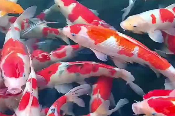 锦鲤有胡子吗，其胡须会随着年龄的增加不断生长