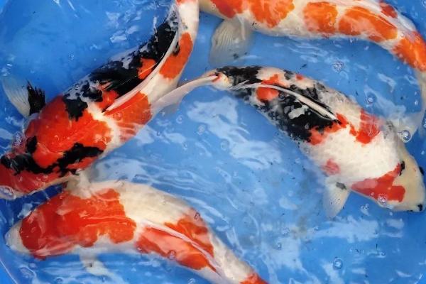 锦鲤有胡子吗，其胡须会随着年龄的增加不断生长