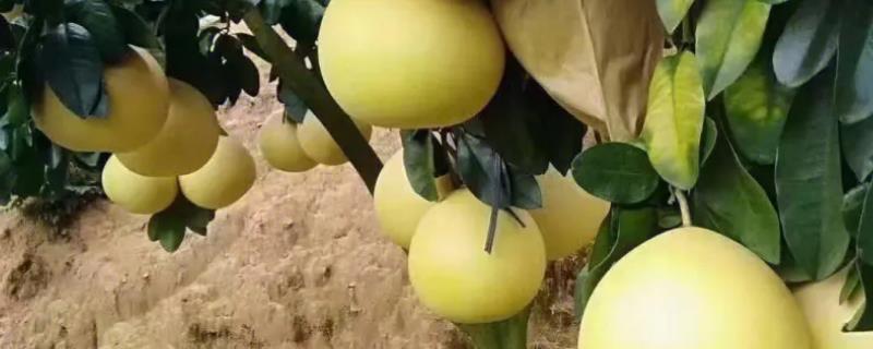 蜜柚种植为什么要用草木灰