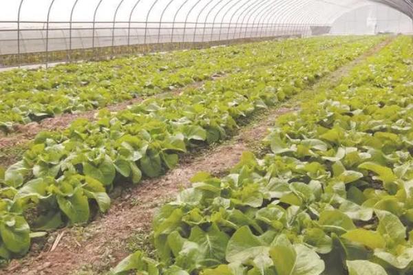 大棚蔬菜冬天怎么控温，缓苗后可将温度保持在20-28℃