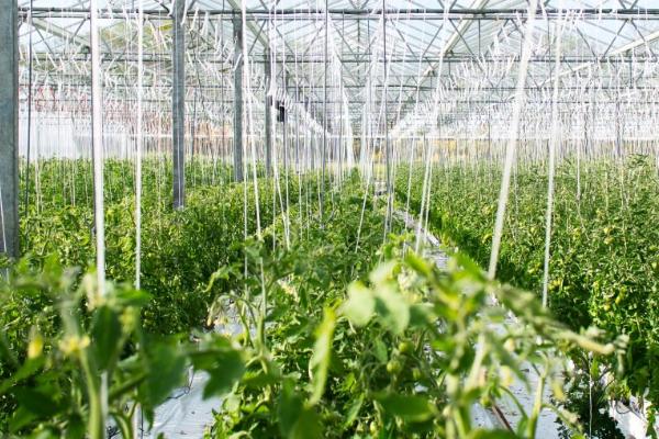 大棚蔬菜冬天怎么控温，缓苗后可将温度保持在20-28℃
