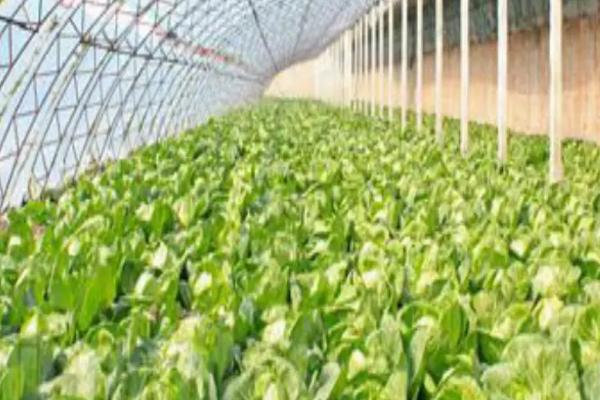 大棚蔬菜冬天怎么控温，缓苗后可将温度保持在20-28℃