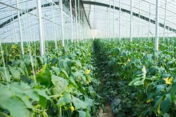 大棚蔬菜冬天怎么控温，缓苗后可将温度保持在20-28℃
