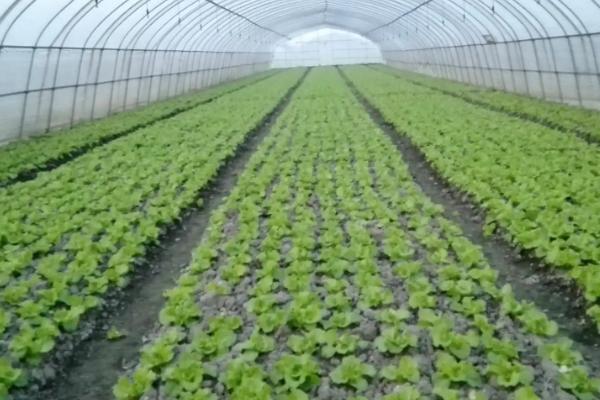 大棚蔬菜冬天怎么控温，缓苗后可将温度保持在20-28℃