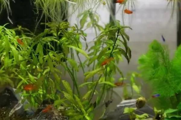 如何清理鱼缸里面的鱼粪，混养一些黑壳虾、汽水螺可起到清洁作用