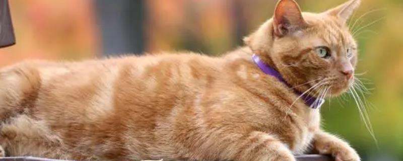 小猫一直叫怎么解决