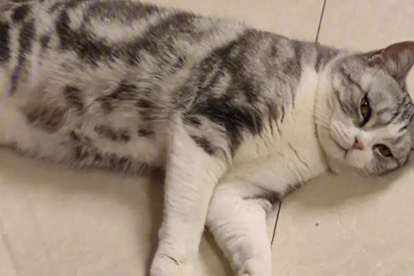 小猫一直叫怎么解决，需提供一个安静舒适的环境