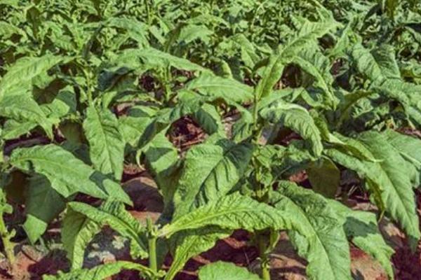 烤烟施肥技术要点，掌握好施肥量和施肥方式