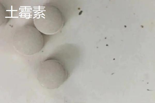 养鹦鹉鱼是否要在水中放盐，添加粗盐可起到杀菌消毒、平衡渗透压的作用