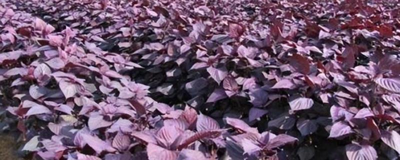 紫苏种植时间和方法