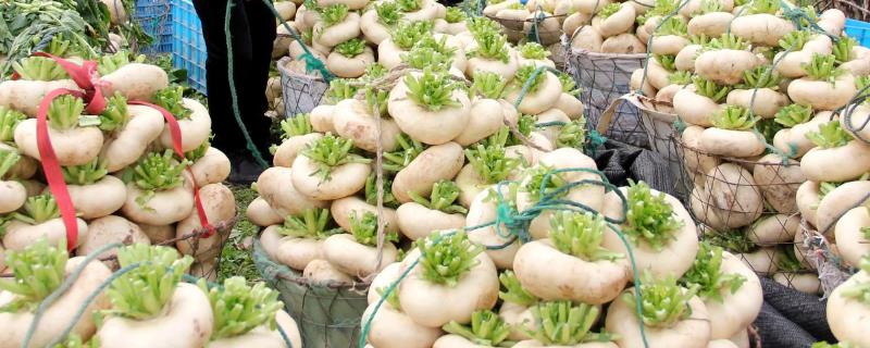 盘菜怎么种才能高产