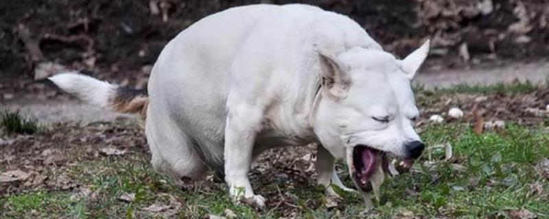 狗吃了防腐剂如何处理