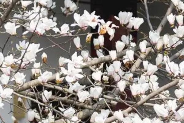 白玉兰有什么风水寓意，可带来好运、增进夫妻感情