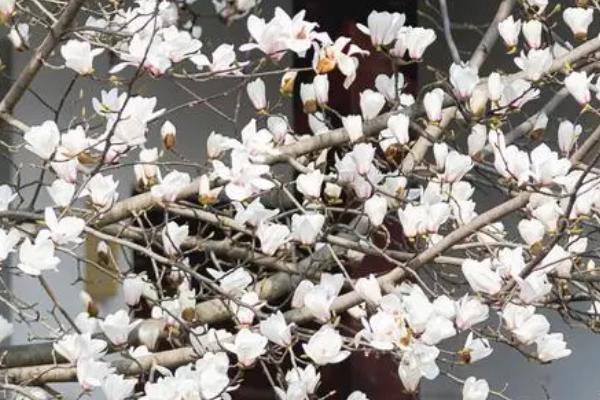 白玉兰有什么风水寓意，可带来好运、增进夫妻感情