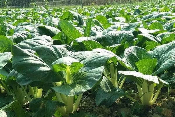 奶白菜怎么移栽，可按照20×20厘米的株行距进行定植