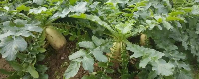 怎样种好萝卜