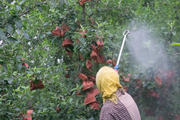 秋季苹果管理技巧，根据土壤墒情适量浇水