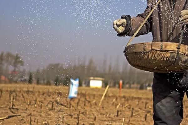 春耕时混施化肥要注意什么，难溶性磷肥不可以和碱性肥料混用