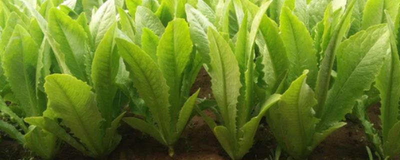 油麦菜种植时间