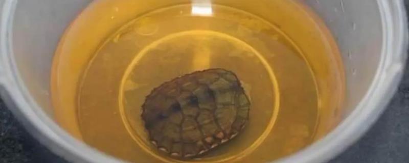 新买的龟要如何消毒