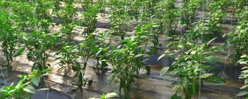 辣椒转色期期遭遇连阴天的管理方式