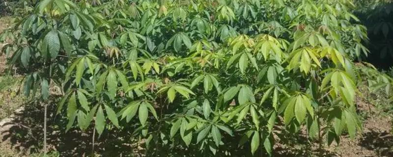 七叶树的养殖要点