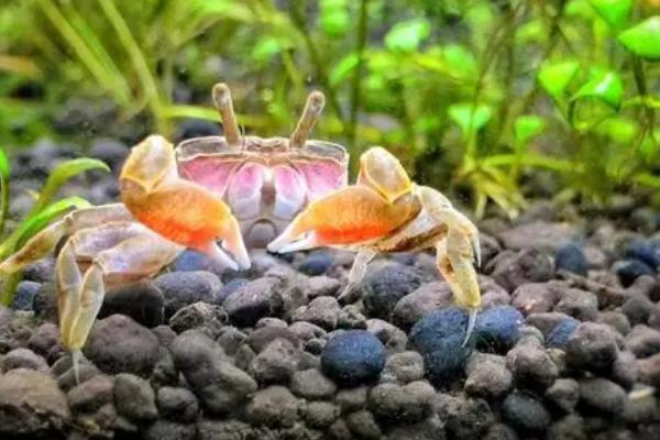 辣椒蟹繁殖小蟹的条件，温度控制在15-20℃