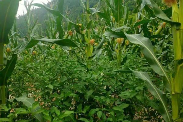 玉米辣椒套种技术，玉米选用糯玉米
