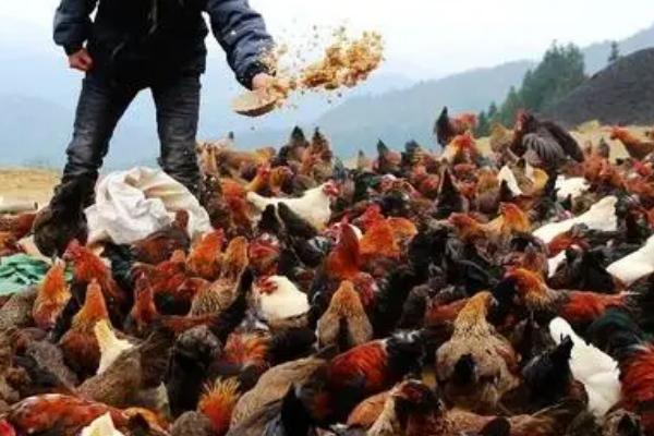 米糠喂鸡必须要用水拌湿吗，可拌水也可直接投喂