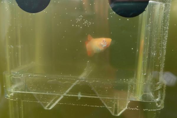 绿水养孔雀鱼不喂食可以吗，可以减少投食次数但不可不喂