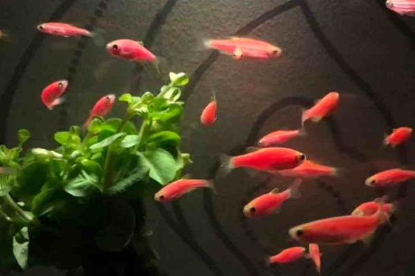 绿水养孔雀鱼不喂食可以吗，可以减少投食次数但不可不喂