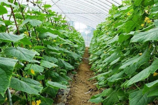 黄瓜弯瓜的原因，天气恶劣或土壤贫瘠都会导致